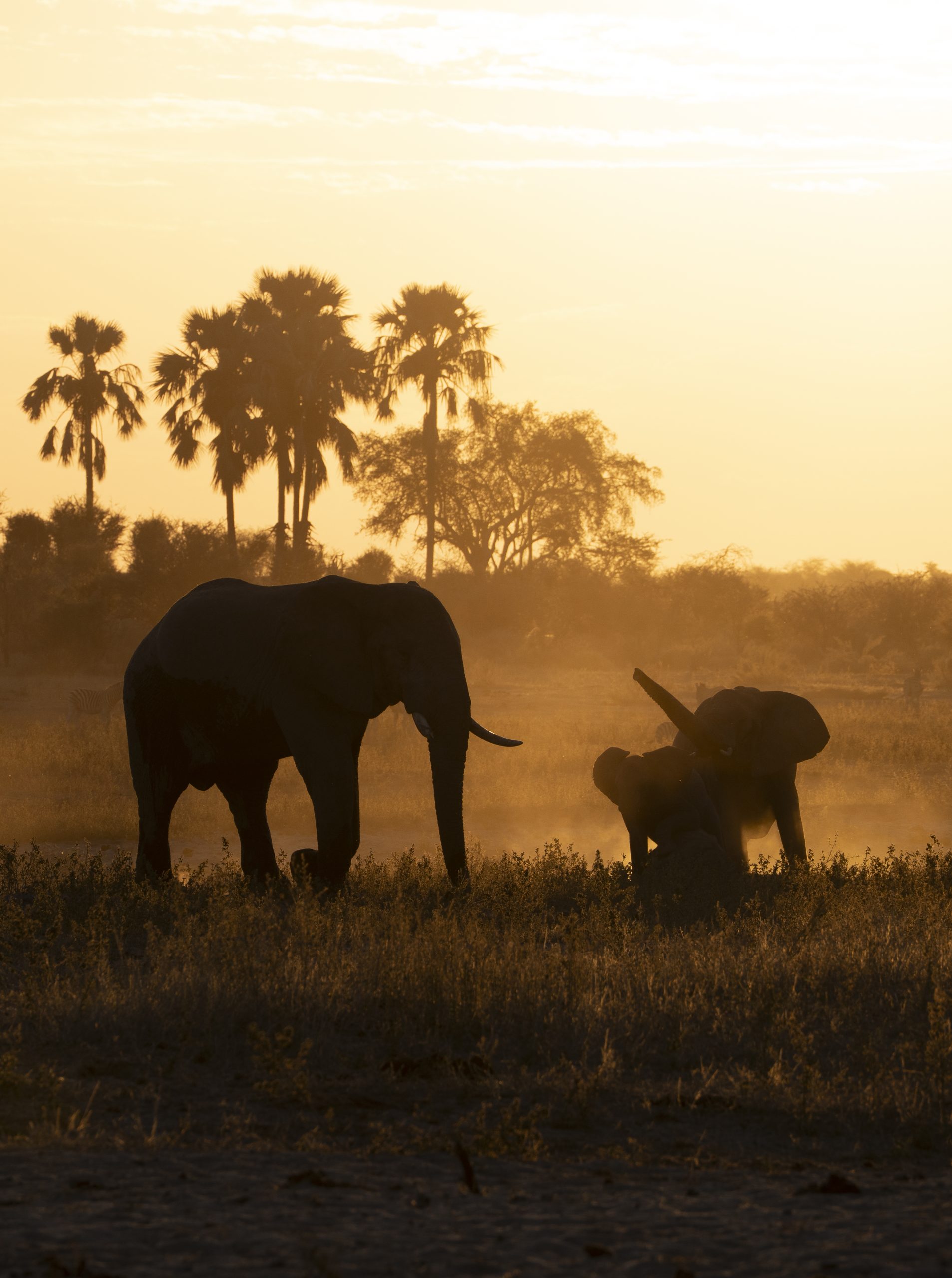 chocolat-ethique-elephant-cacao-conventionnel