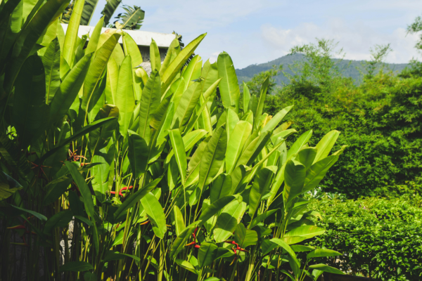 canopée6de-forêt- tropicale-agroforesterie-chocolat-ethique