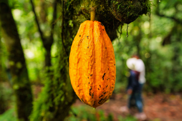 chocolat-eco-responsable-manifeste-feves-cacao