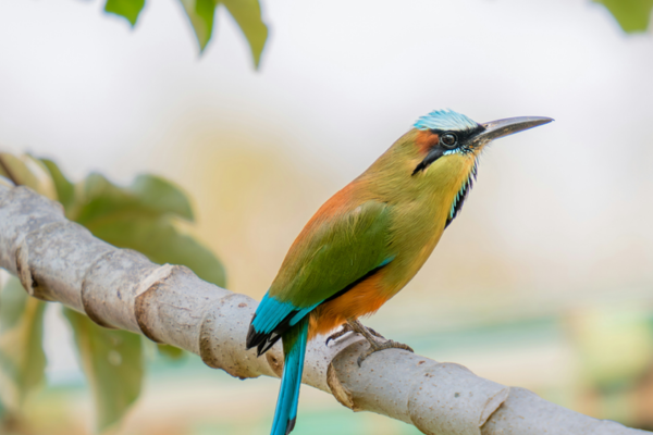 oiseau-agroforesterie-chocolat-ethique