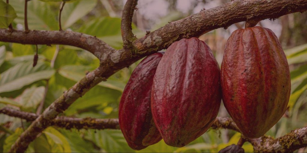 chocolat-ethique-histoire-feves-cacao