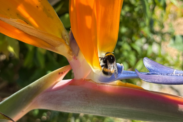 chcolat-ethique-abeille