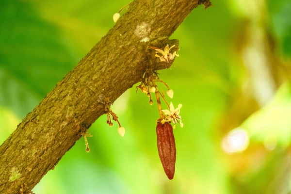 agroforesterie-feves-de-cacao
