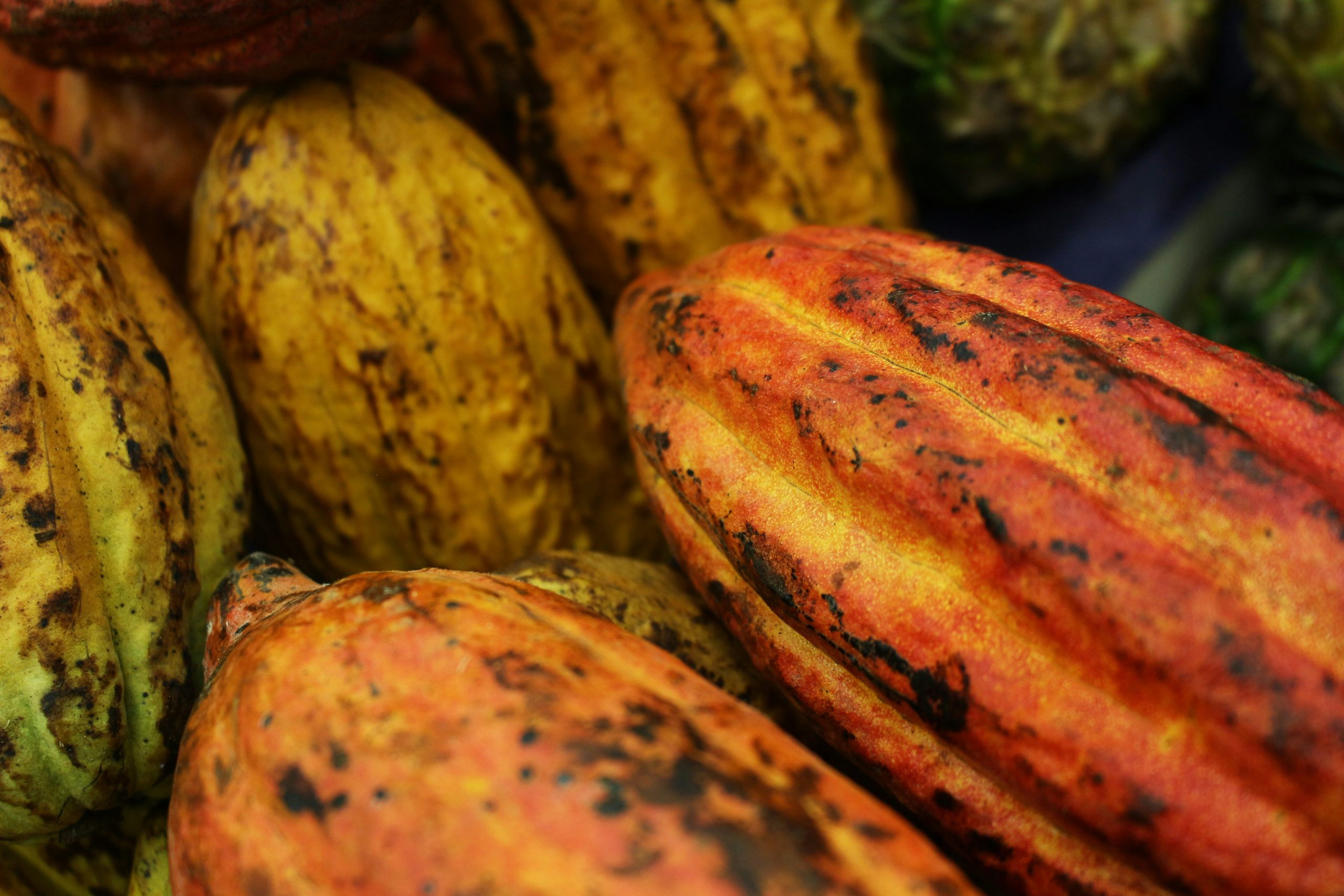 chocolat-eco-responsable