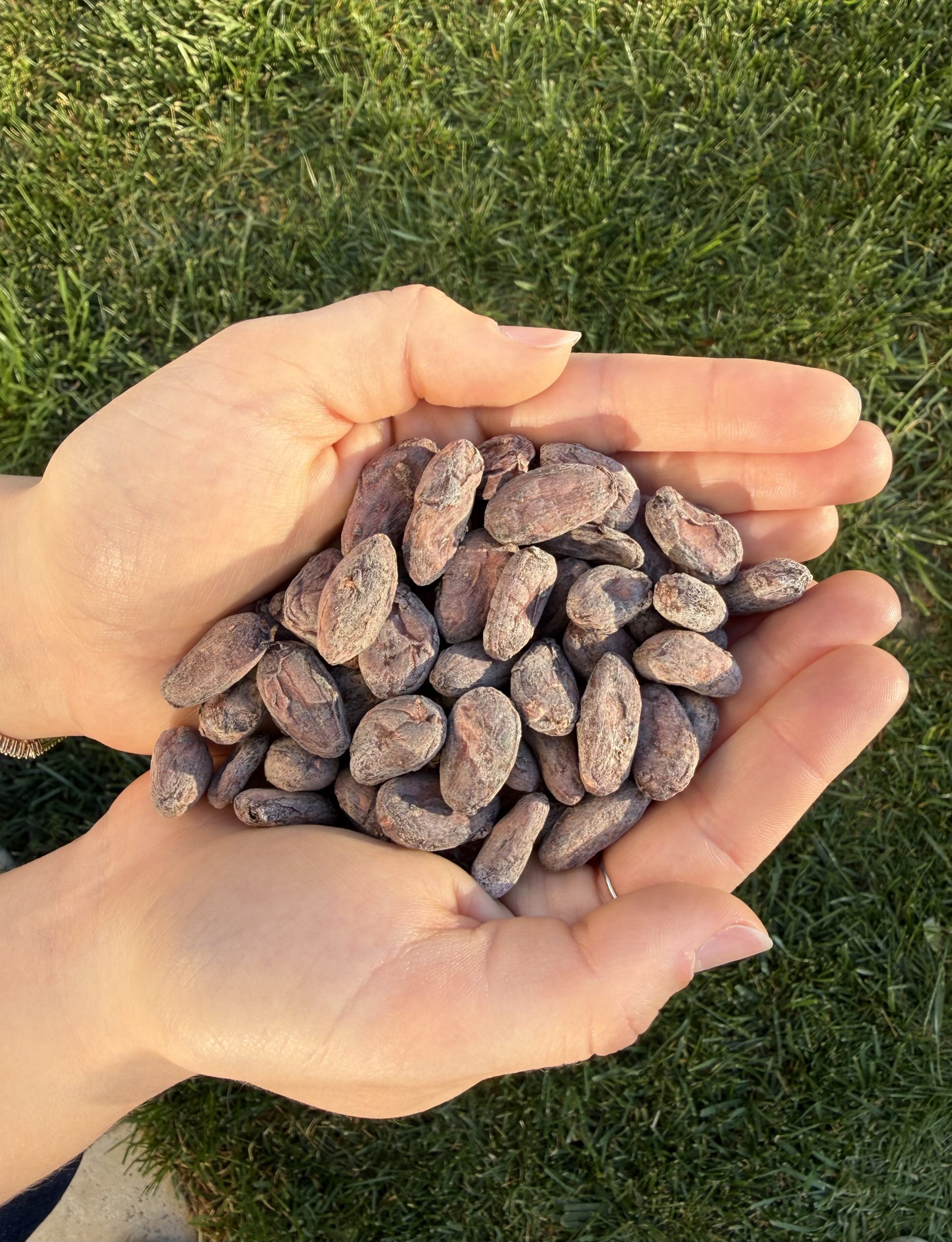 chocolat-ethique-mains-feves-cacao