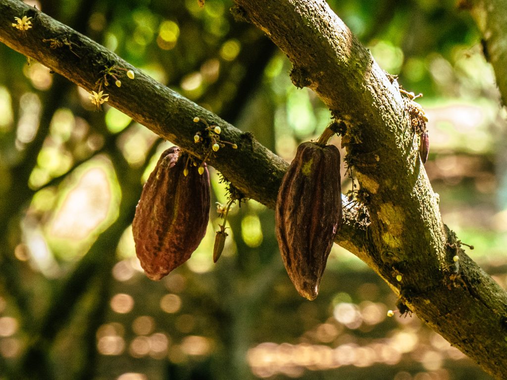 rejoindre-caoya-arbre-cacao-feves