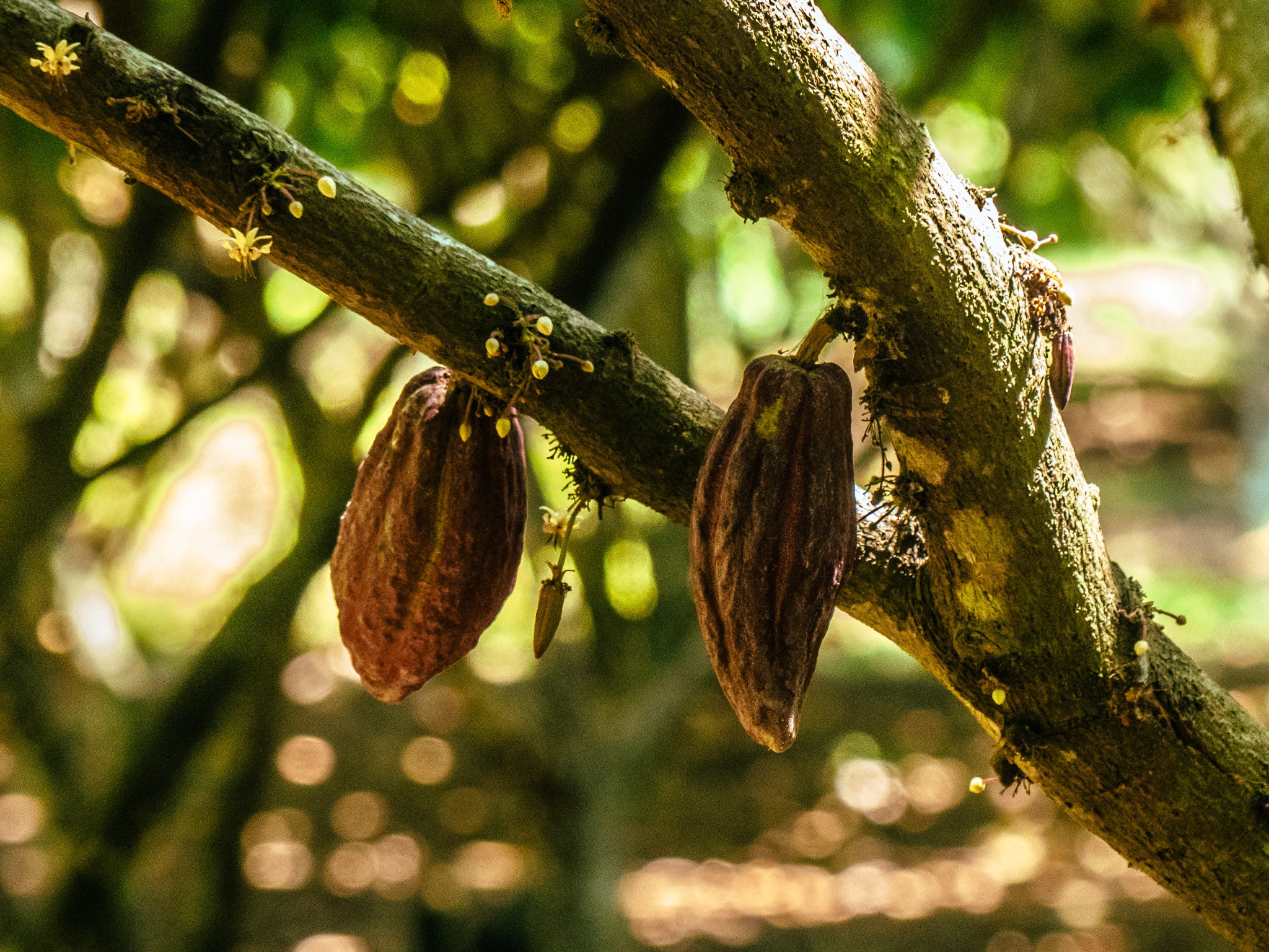 rejoindre-caoya-arbre-cacao-feves
