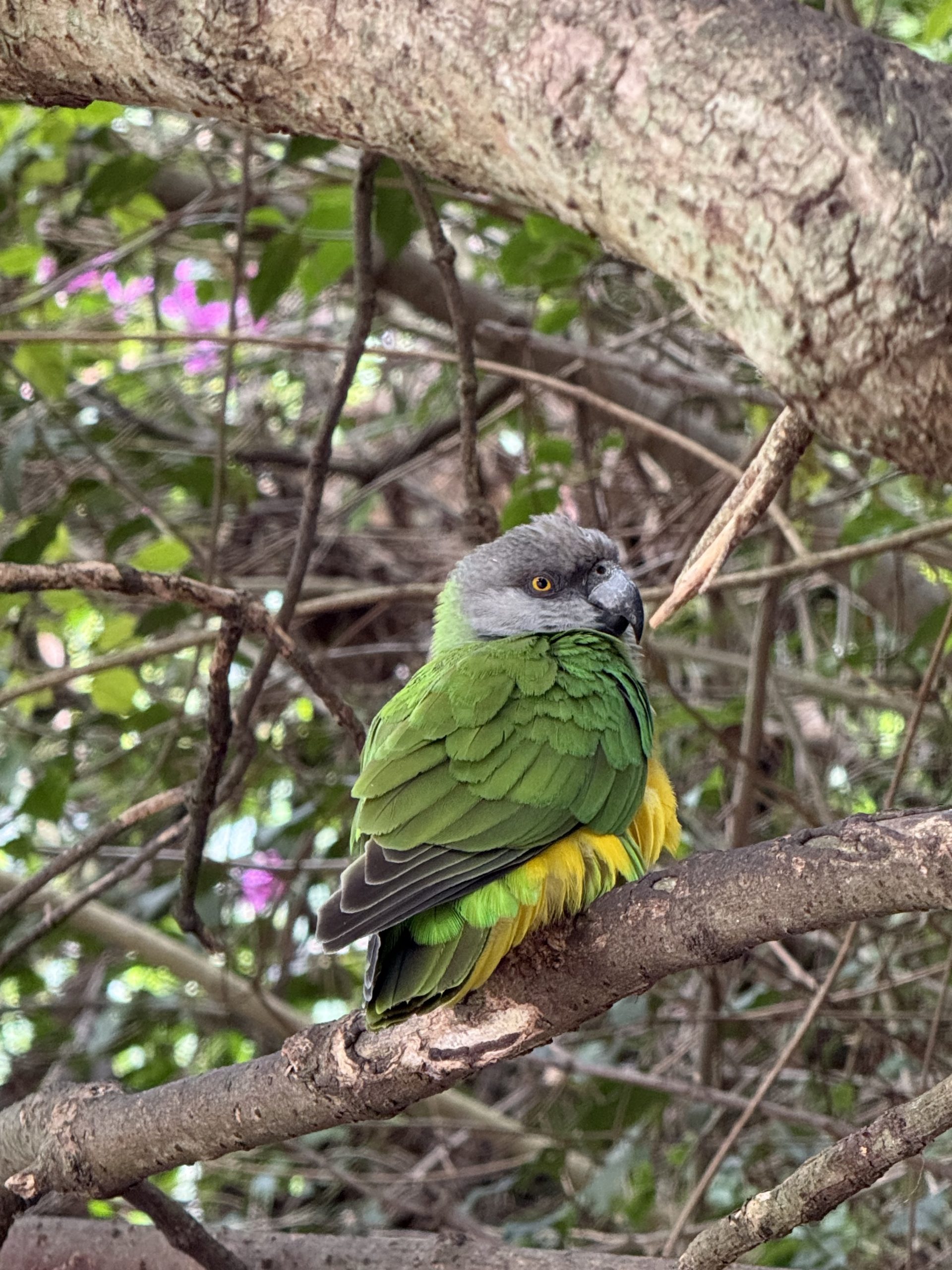 chocolat-ethique-oiseau