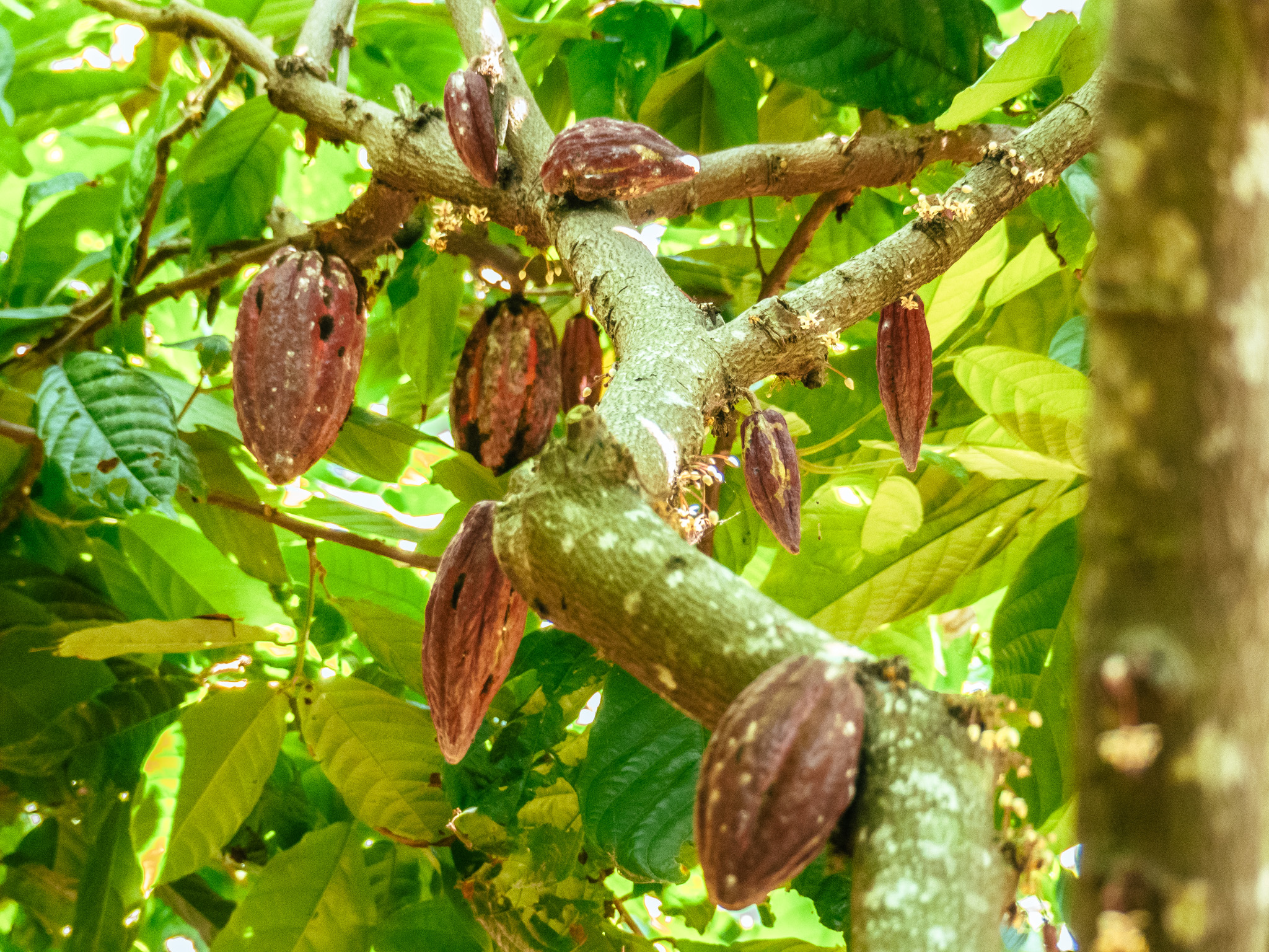 agroforesterie-mains-feves-cacao