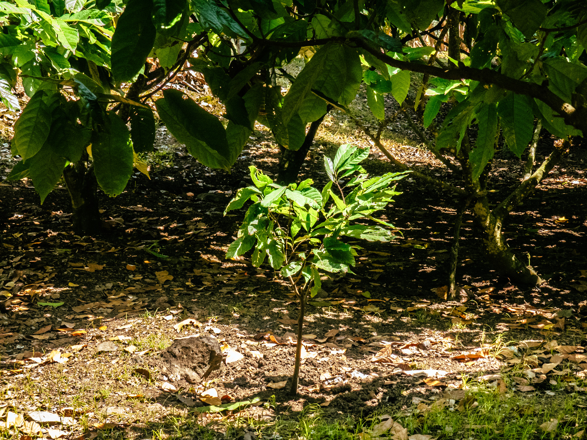 agroforesterie-monoculture