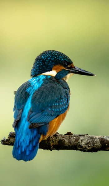 chocolat éthique oiseau